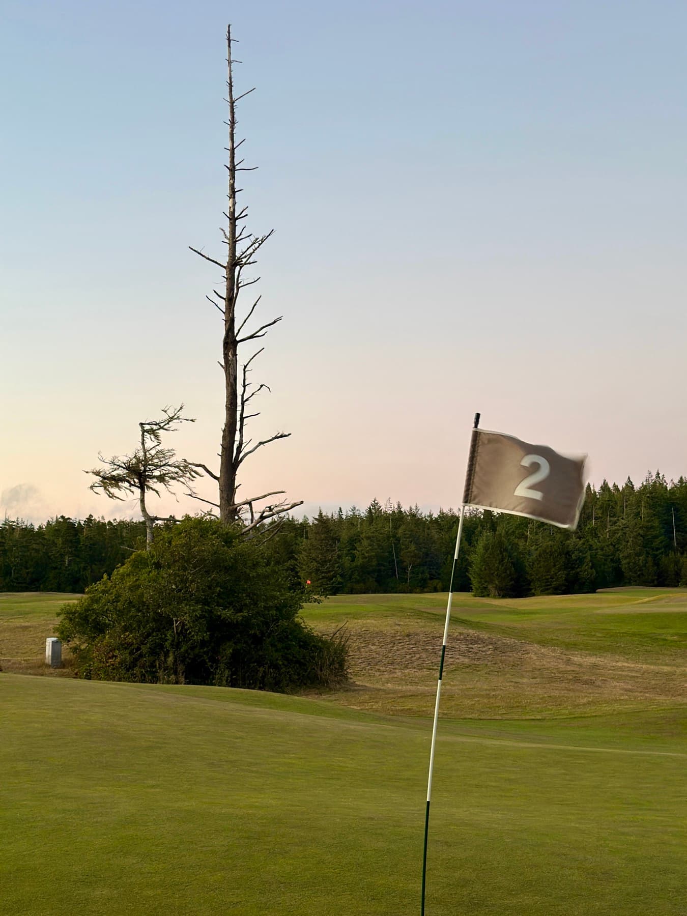 The 2nd green at Charlotte's at dusk, a lone snag standing over the short course