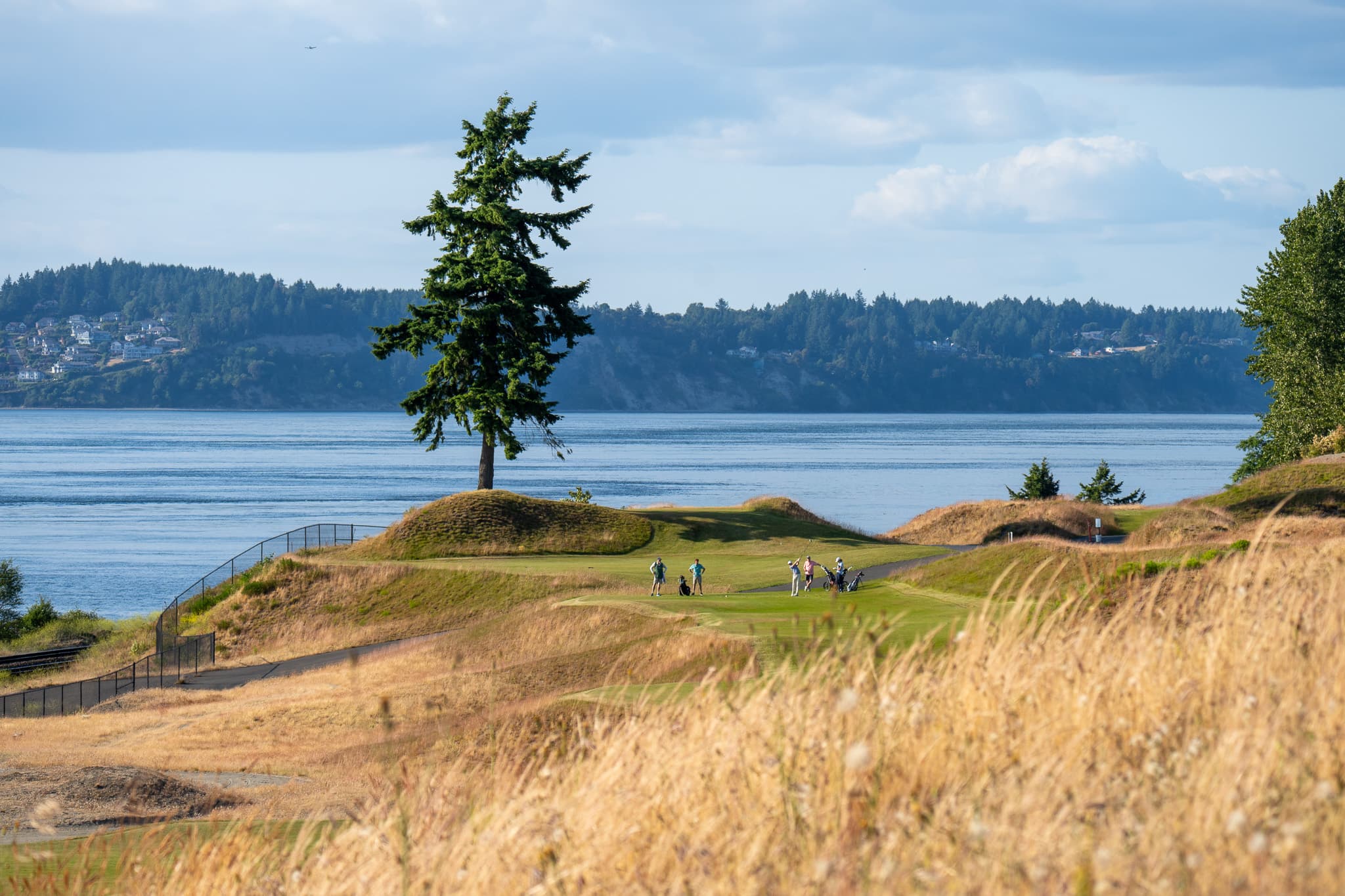 the waterfront green under the lone fir